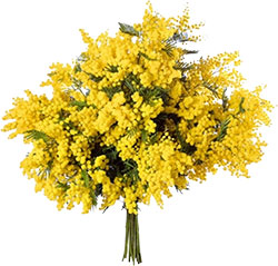 mimoza
